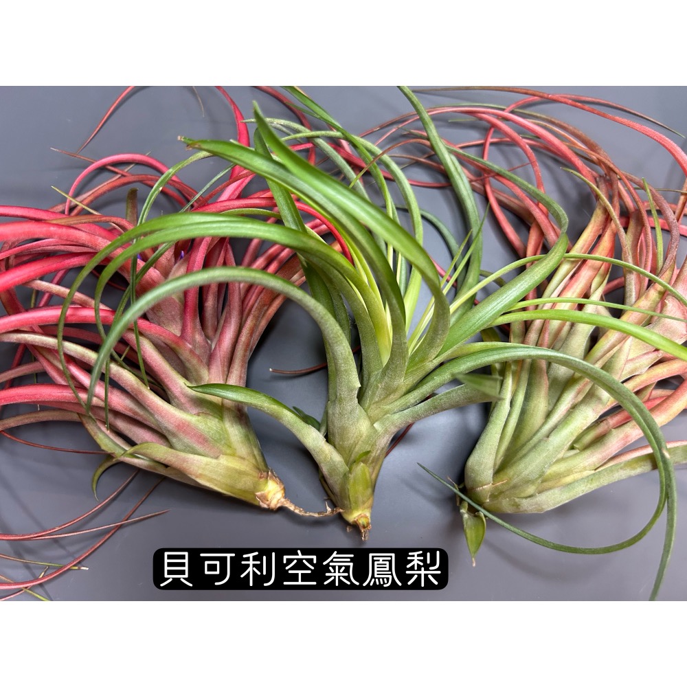 貝可利 (brachycaulos) 空氣鳳梨-細節圖5