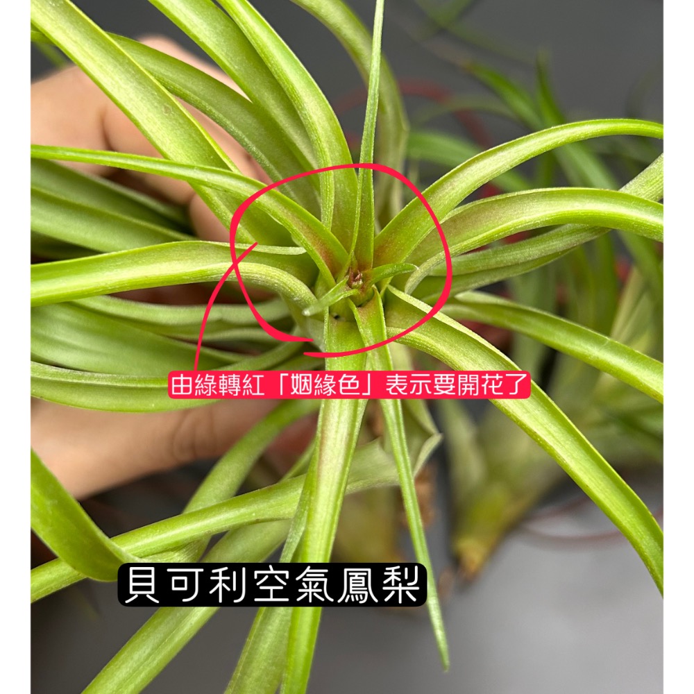 貝可利 (brachycaulos) 空氣鳳梨-細節圖6