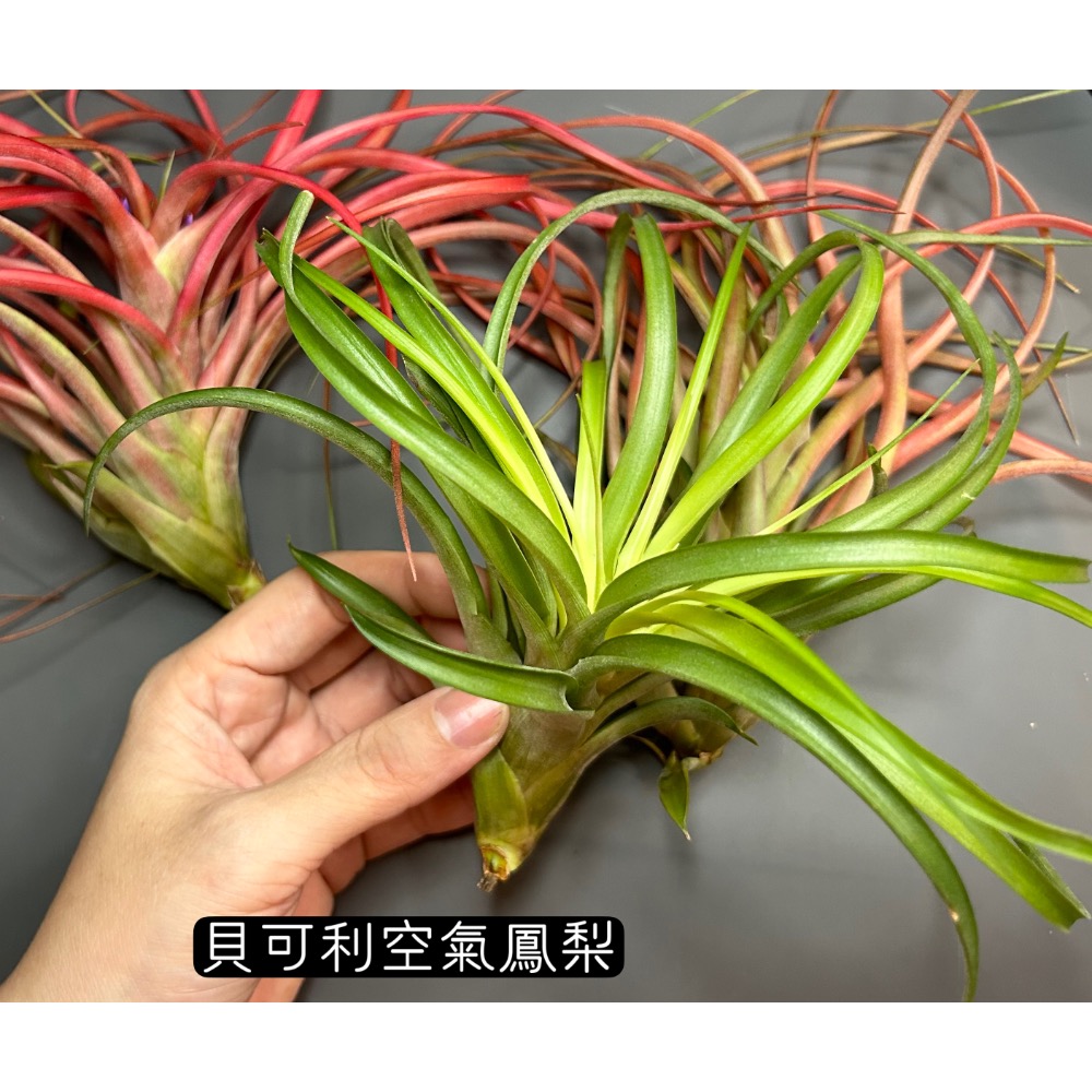 貝可利 (brachycaulos) 空氣鳳梨-細節圖8