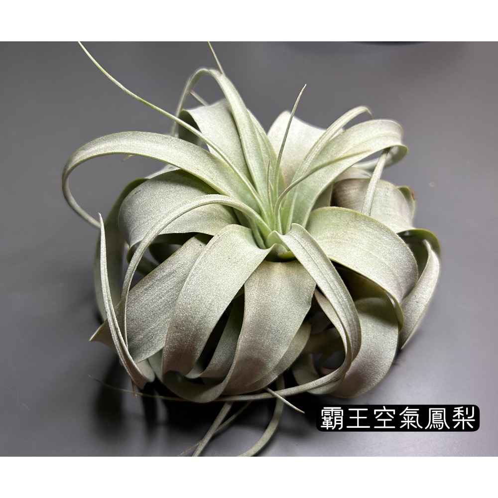 霸王(tillandsia xerographica) 空氣鳳梨-細節圖2