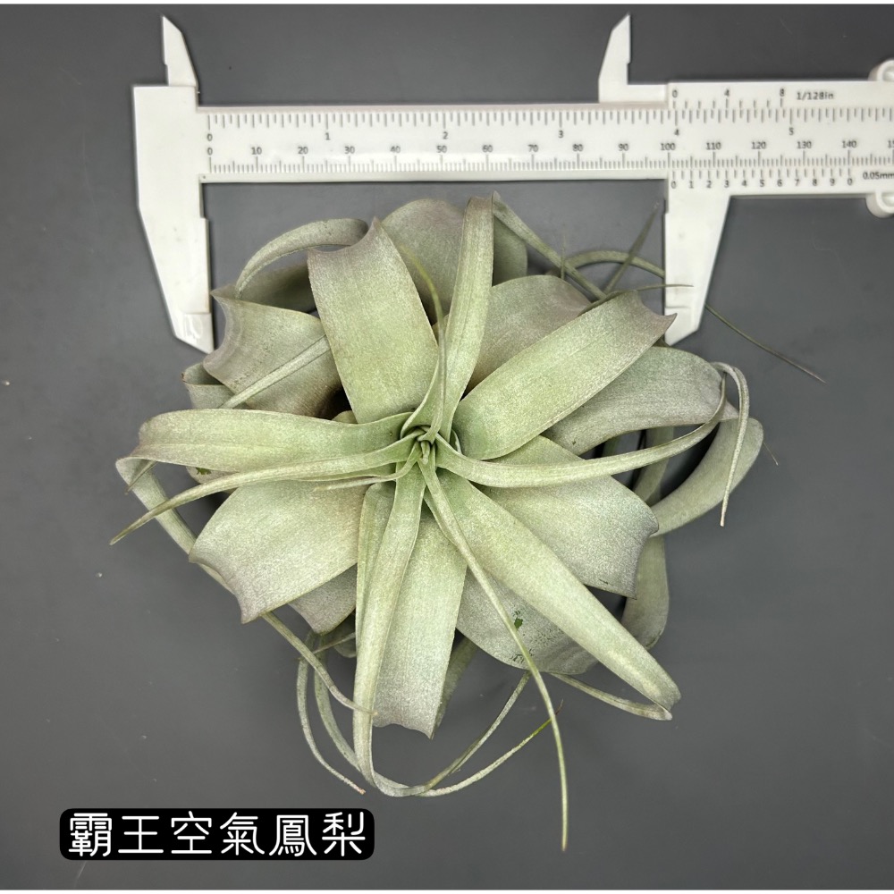 霸王(tillandsia xerographica) 空氣鳳梨-細節圖3