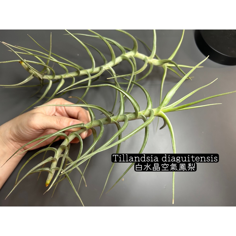 白水晶(Tillandsia diaguitensis) 空氣鳳梨-細節圖2