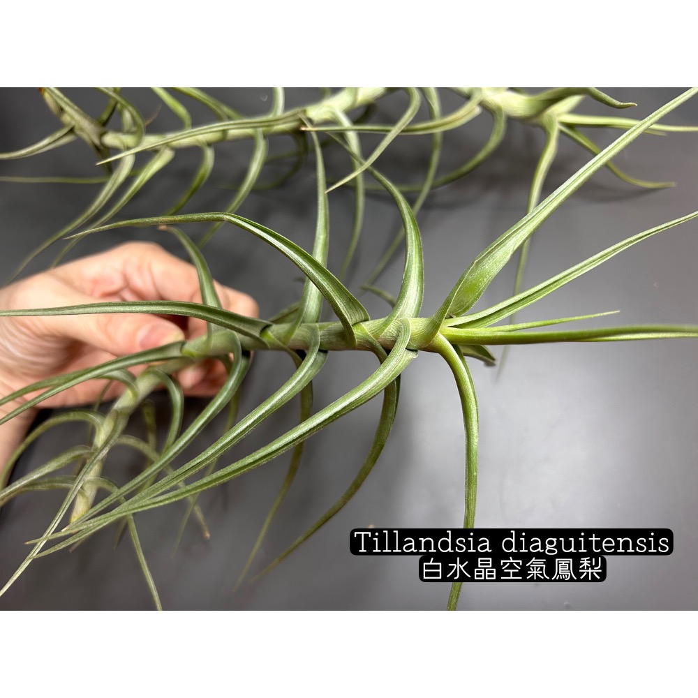 白水晶(Tillandsia diaguitensis) 空氣鳳梨-細節圖3