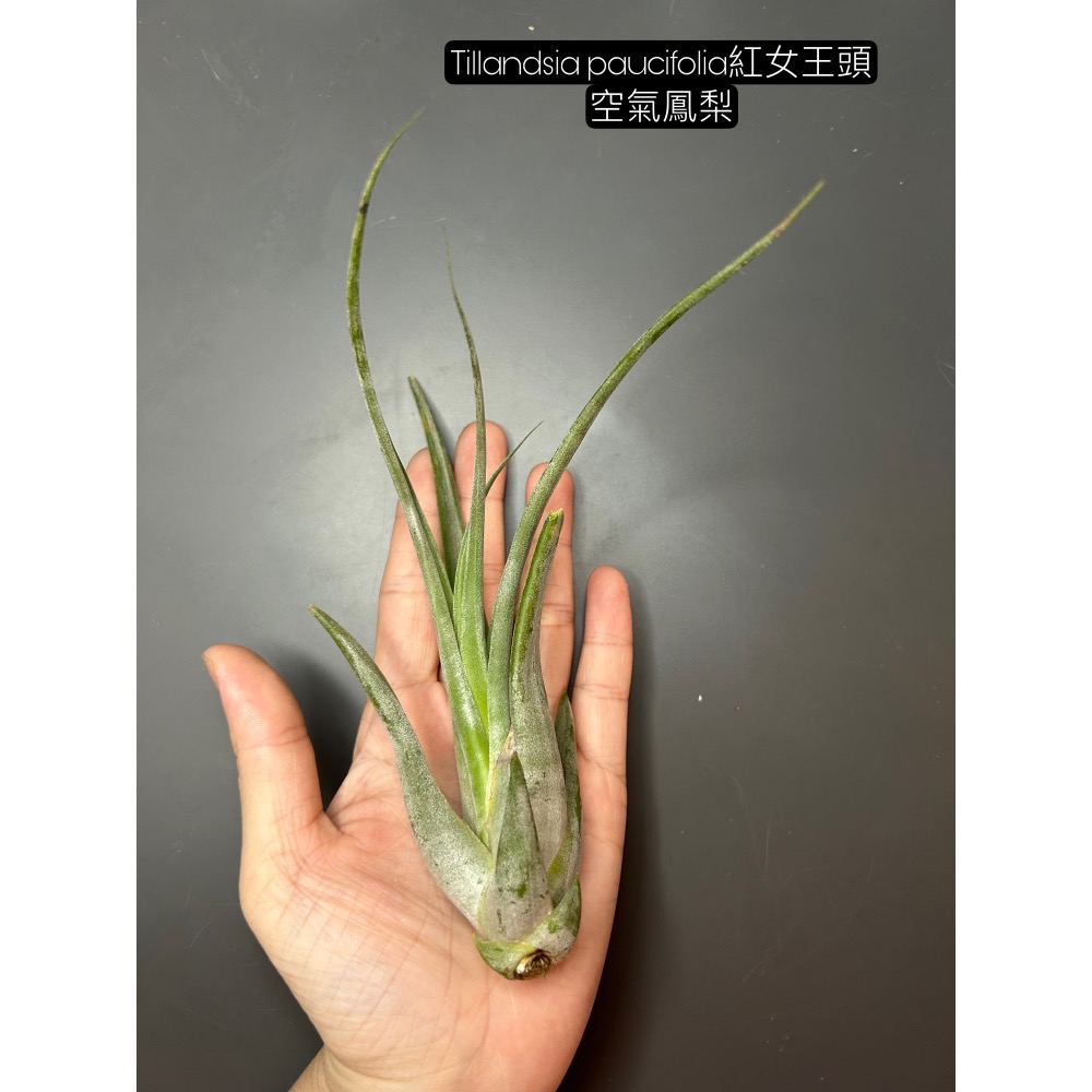 紅女王頭(Tillandsia paucifolia)空氣鳳梨-細節圖2