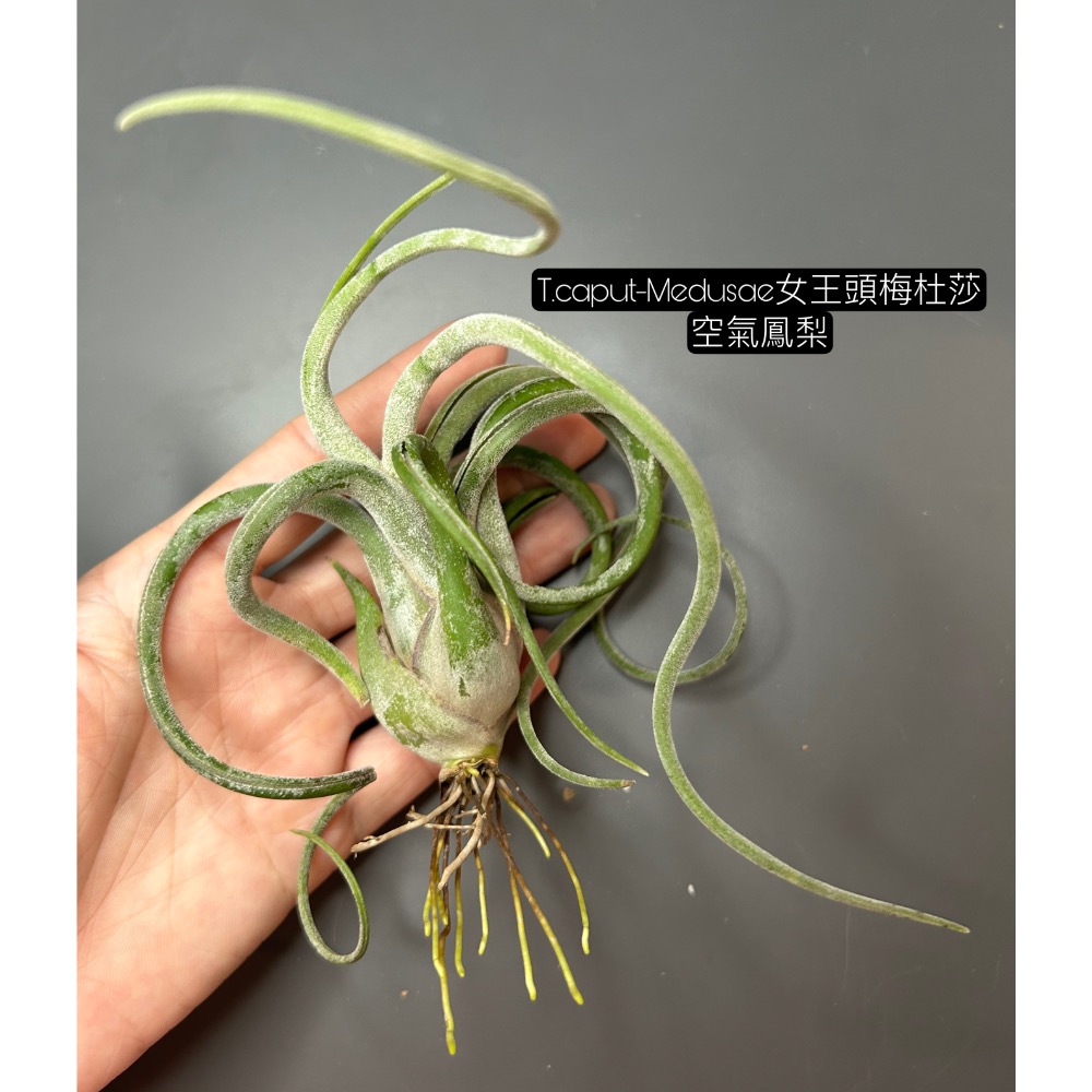 女王頭梅杜莎(T.caput-Medusae)空氣鳳梨-細節圖3