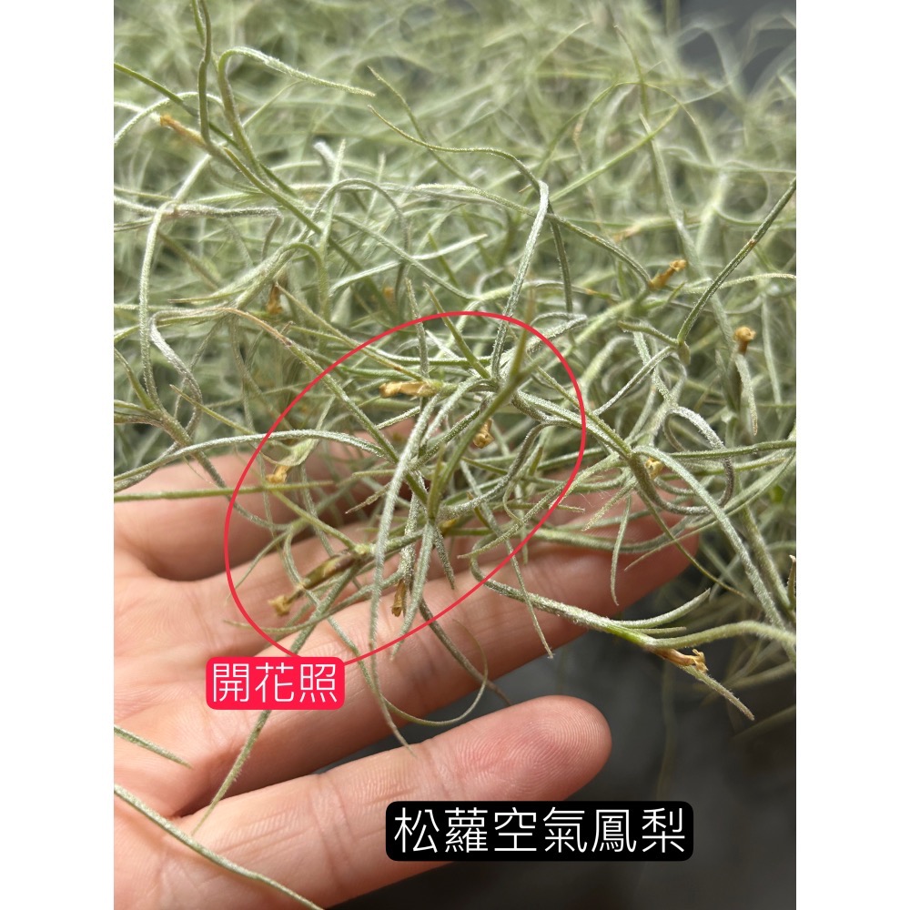 松蘿空氣鳳梨-細節圖2
