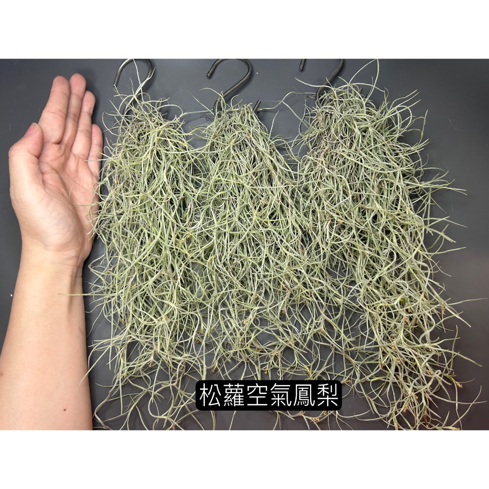 松蘿空氣鳳梨-細節圖3