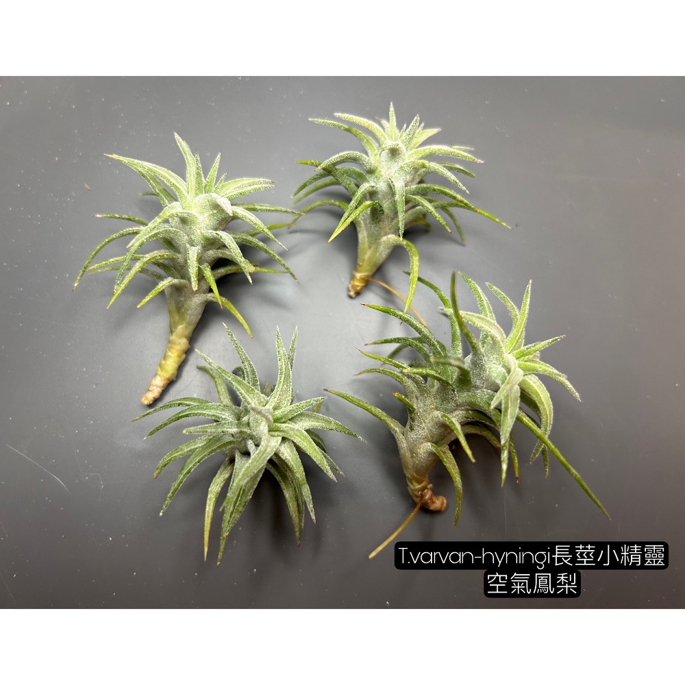 長莖小精靈(T.varvan-hyningi)空氣鳳梨-細節圖2