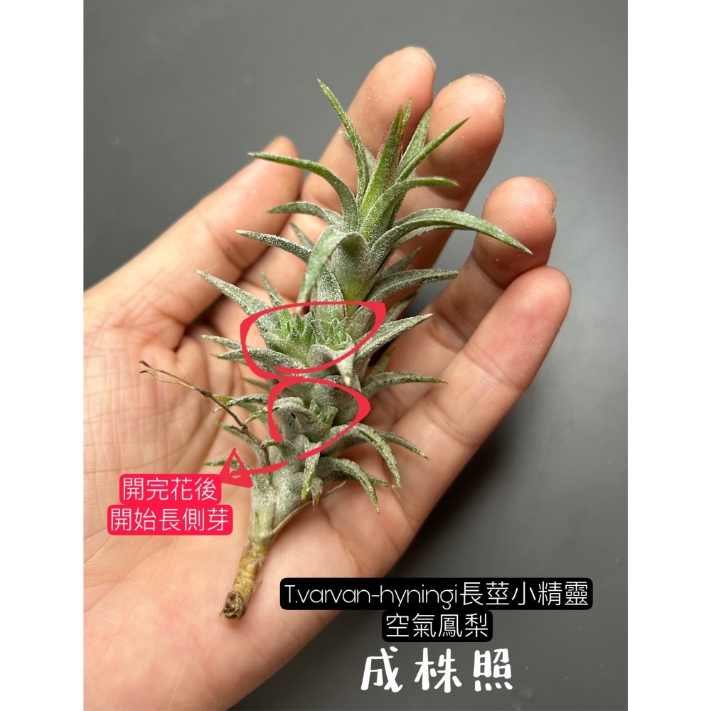 長莖小精靈(T.varvan-hyningi)空氣鳳梨-細節圖3