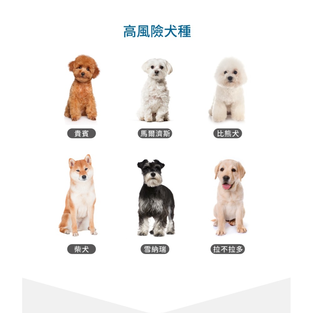 木入森 犬寶好眼力 30顆/60顆/盒  寵物保健食品 狗狗眼睛保健營養補充 眼睛保健葉黃素-細節圖3