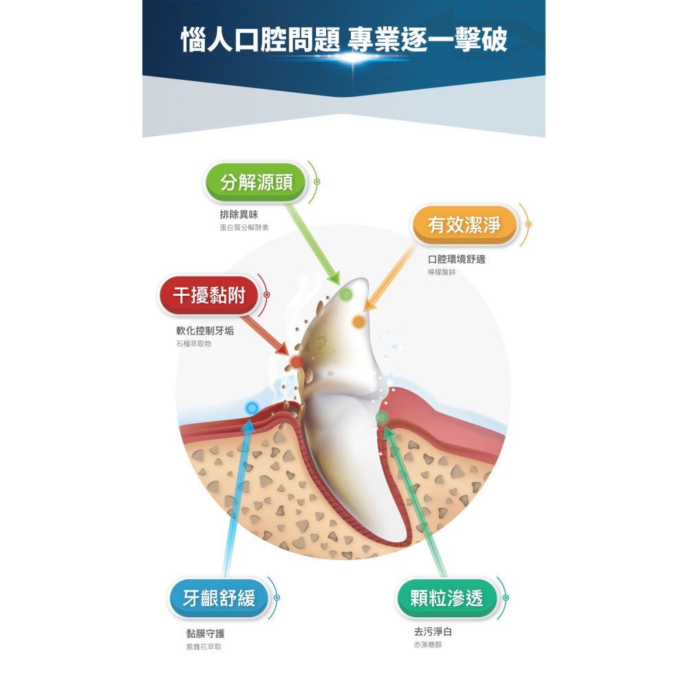 木入森 貓咪固齒麗口滴劑30ml 貓用潔牙滴劑 寵物口腔保健 貓咪口腔清潔 貓咪牙齒清潔 木入森固齒麗-細節圖7