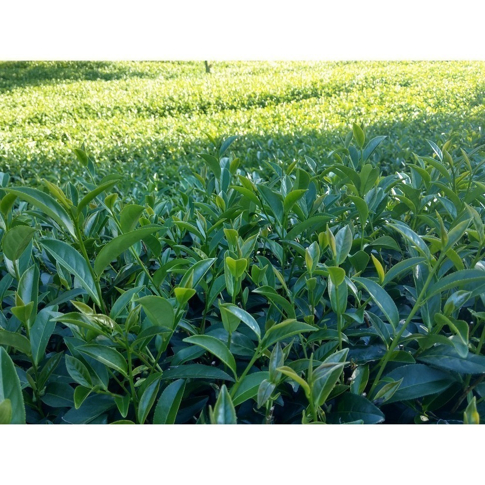 【甄農產手作】高山 烏龍茶 茶包 鋁袋真空  熱泡冷泡皆宜-細節圖3