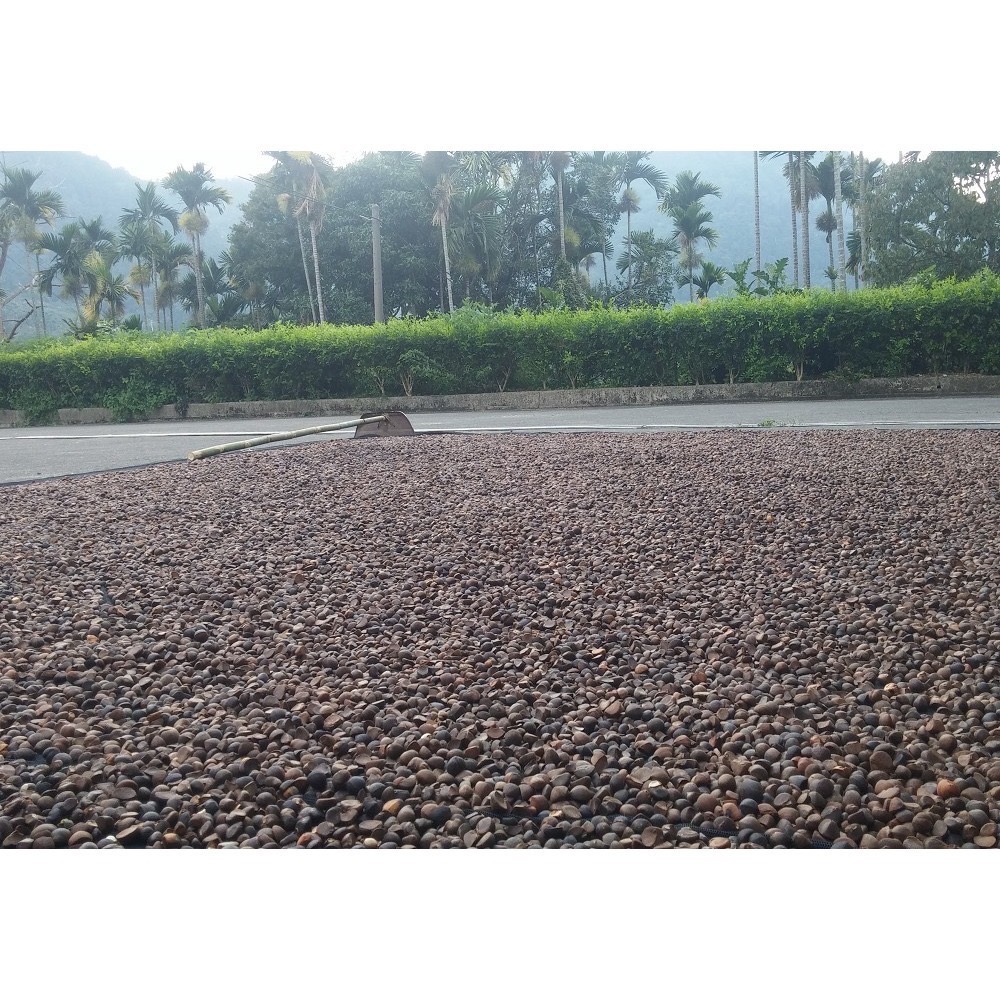 【甄農產手作】苦茶油 100%純正油-細節圖2