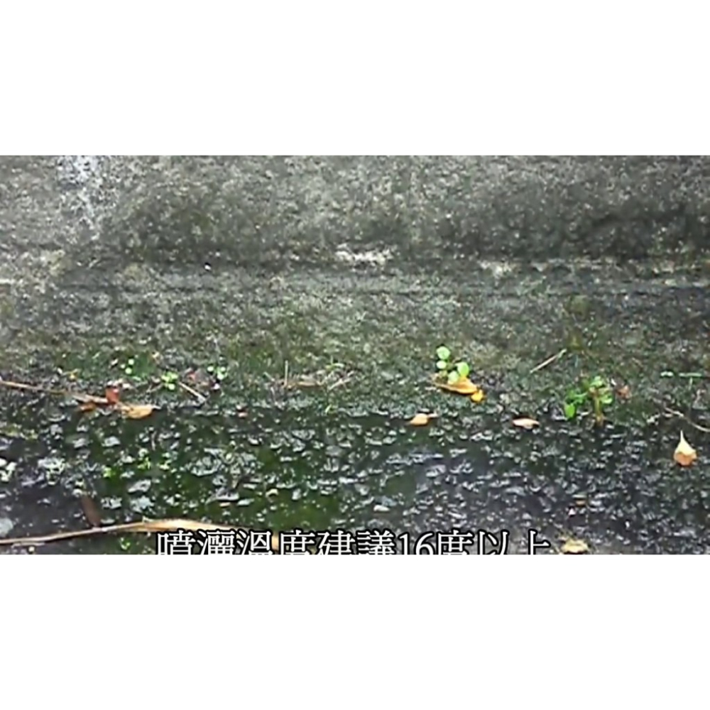 ８２折 20L吹苔清㊣可稀釋4~7倍(室外環保清潔劑、清洗地板外牆壁、青苔黴菌藻類清潔用品、清除霉菌小黑蚊過敏源-細節圖3