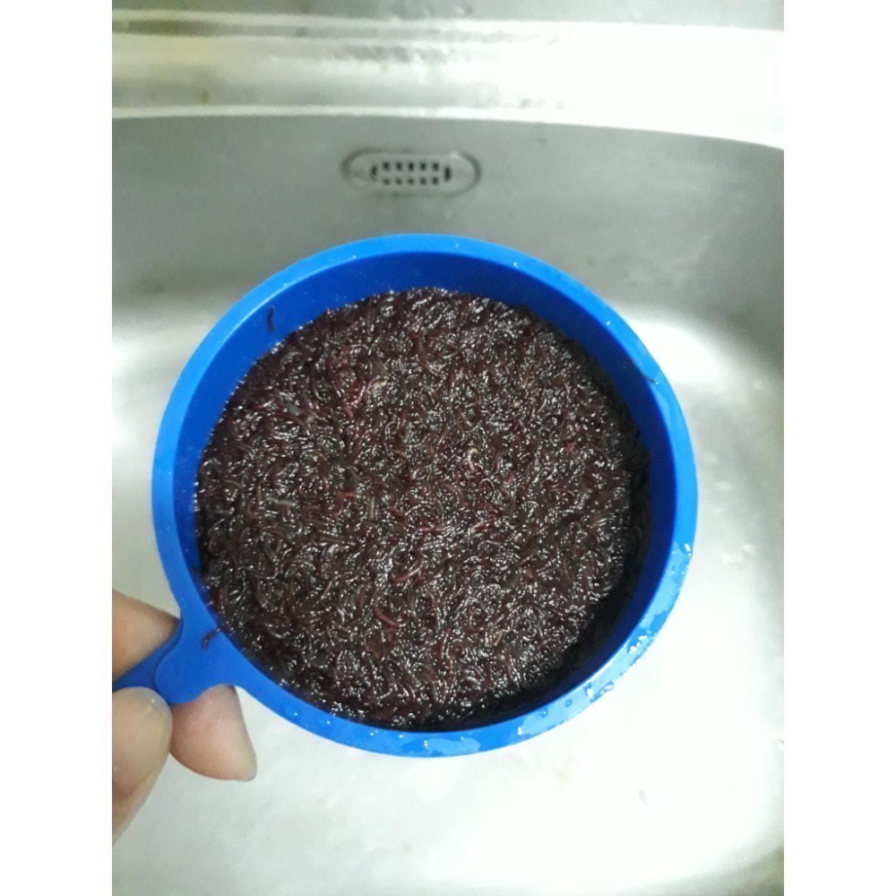 特級《赤蟲》含水量低 高蛋白冷凍飼料-細節圖3