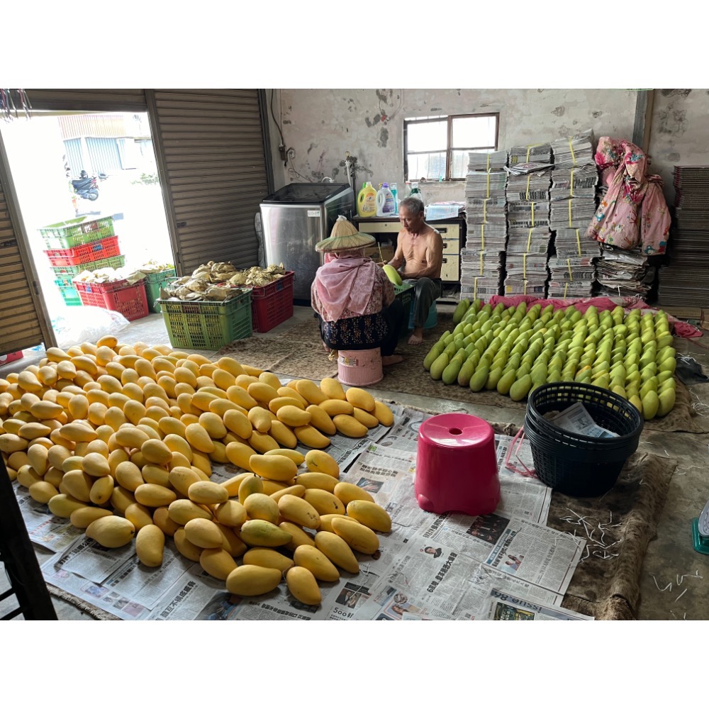 113年台南玉井 金煌芒果🥭一箱十斤 6-8裝 採收中-細節圖2