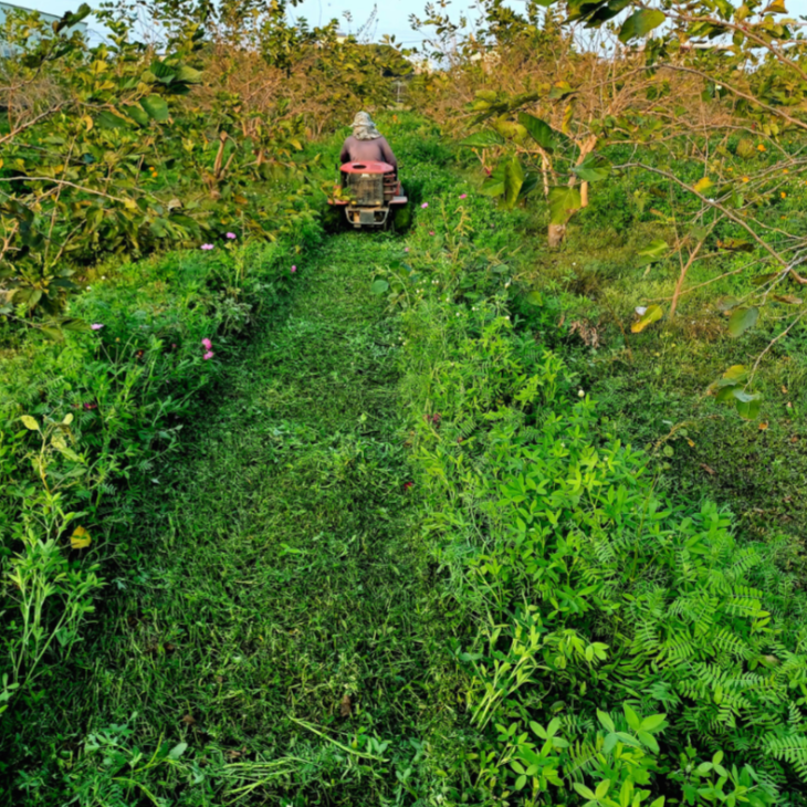 【樂農發】產銷履歷冷凍生鮮桑椹(400公克*12盒)8台斤／箱-細節圖5
