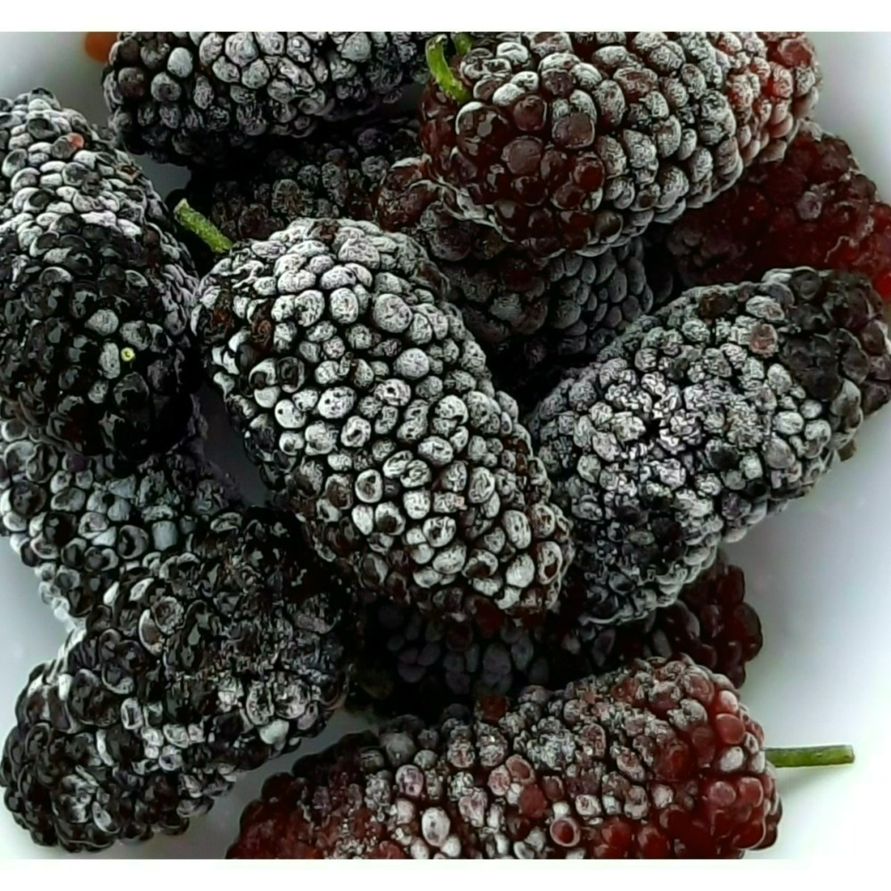 【樂農發】產銷履歷冷凍生鮮桑椹(400公克*12盒)8台斤／箱-細節圖2