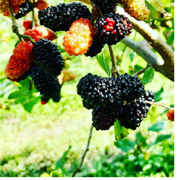 【樂農發】產銷履歷冷凍生鮮桑椹(400公克*12盒)8台斤／箱-細節圖3