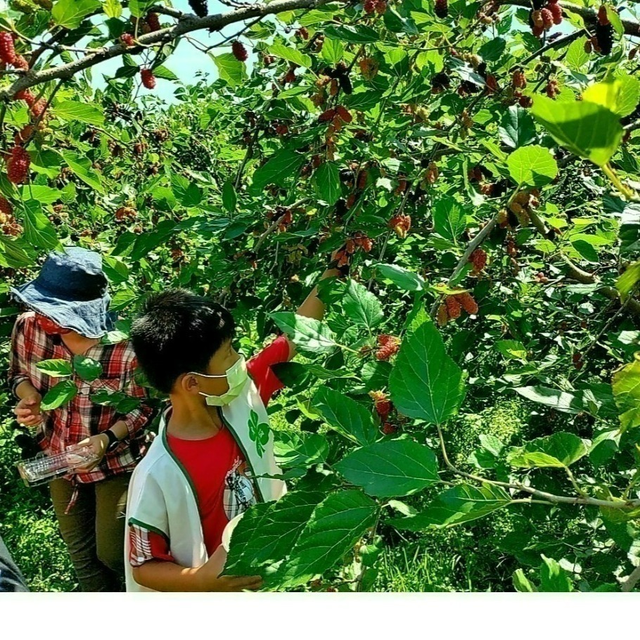 【樂農發】產銷履歷冷凍生鮮桑椹(400公克*12盒)8台斤／箱-細節圖5