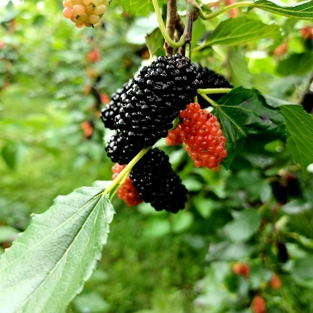 【樂農發】產銷履歷冷凍生鮮桑椹（400公克×6盒）4台斤／箱-細節圖4