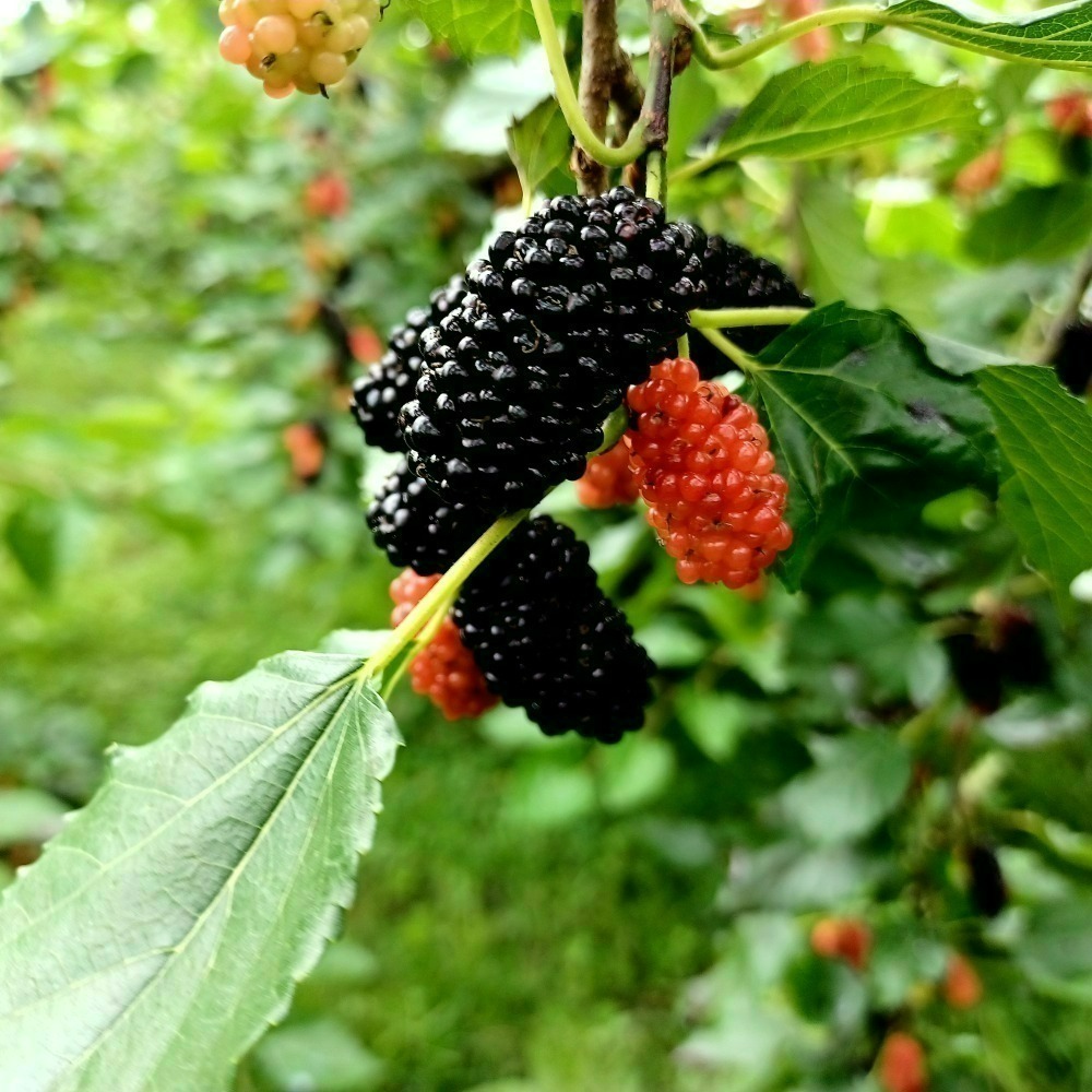 【樂農發】產銷履歷冷凍生鮮桑椹（400公克×6盒）4台斤／箱-細節圖4