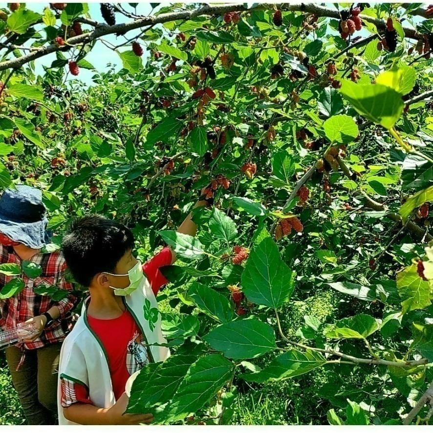 【樂農發】產銷履歷冷凍生鮮桑椹（400公克×6盒）4台斤／箱-細節圖4