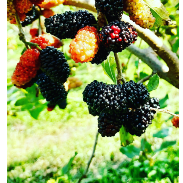 【樂農發】桑椹禮盒｜果醋×果醬×果漿｜天然無添加 美味伴手禮 一盒搞定！-細節圖8