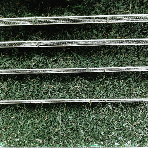 枸杞枝葉茶包 (3公克/包Ｘ12包/袋)Ｘ2袋/組-細節圖5