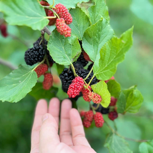 【樂農發】冷藏桑椹果泥200公克/盒-細節圖5