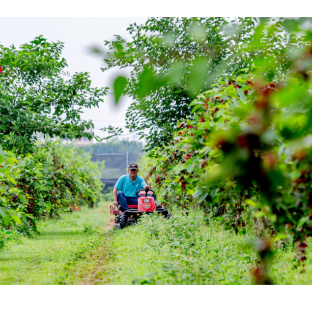 【樂農發】產銷履歷冷凍生鮮桑椹300公克/盒×8盒 手工採摘/紅黑果實-細節圖5