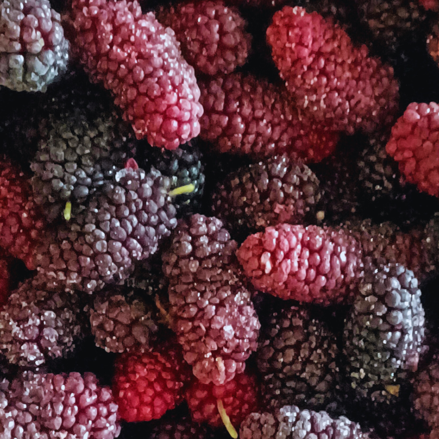 【樂農發】產銷履歷冷凍生鮮桑椹300公克/盒×8盒 手工採摘/紅黑果實-細節圖3