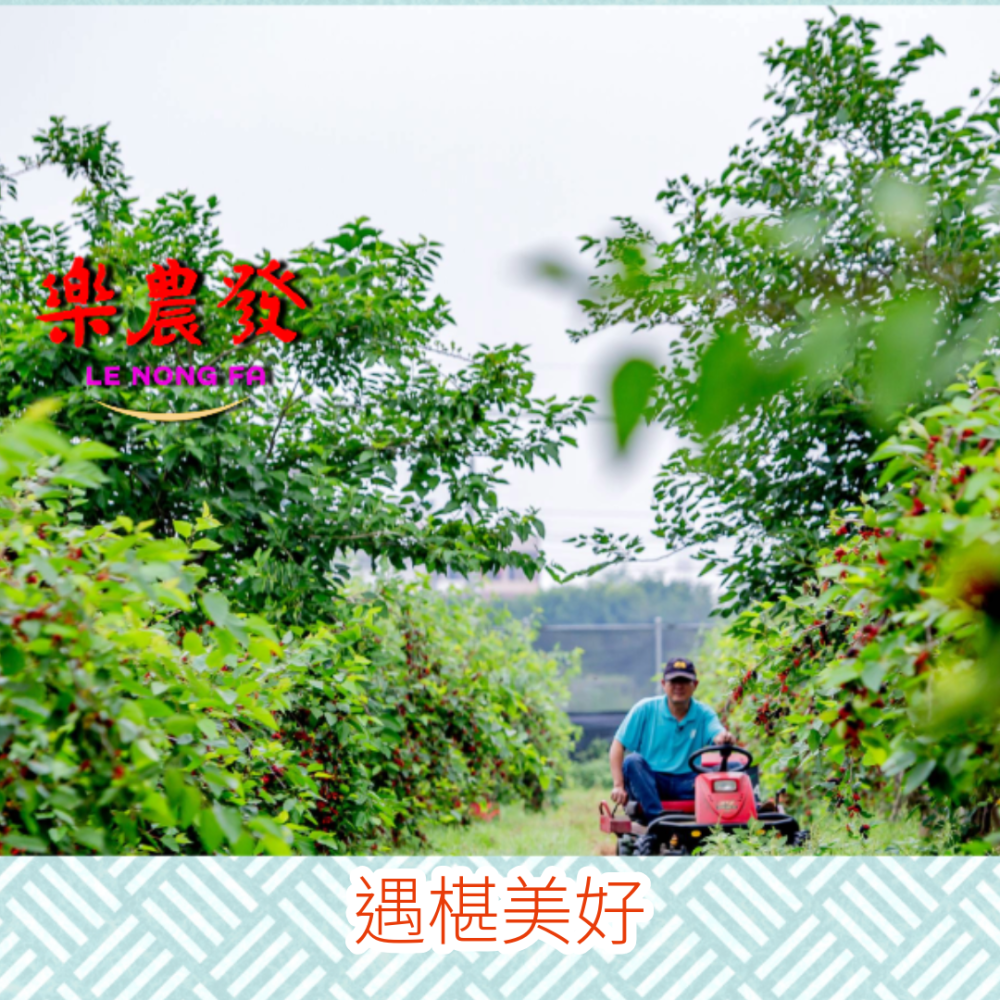 【樂農發】多算椹 紫黑桑椹醋 580毫升/瓶｜全果釀製 酸甜順口-細節圖4