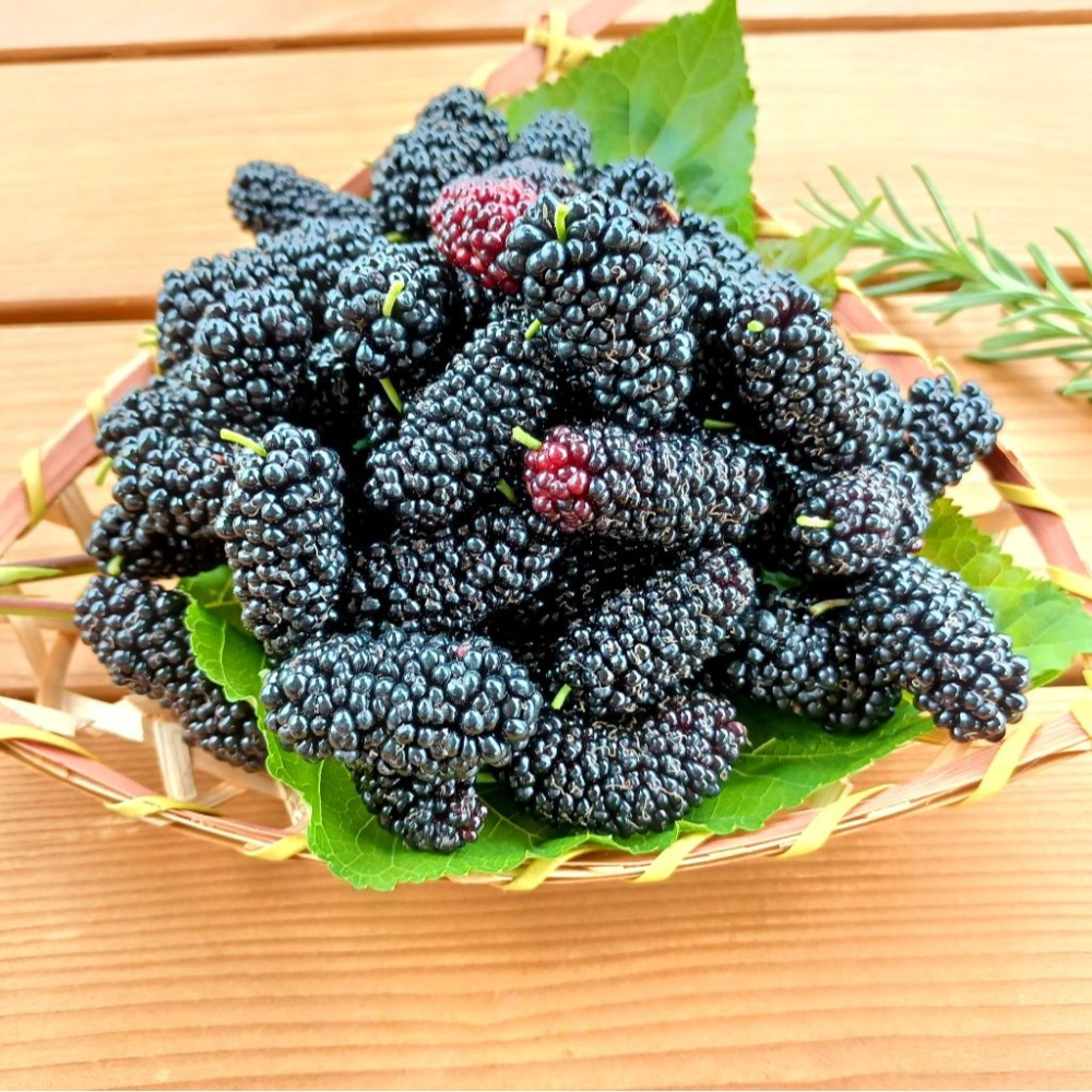 【樂農發】天然桑椹汁580ml×3瓶｜免運優惠組-細節圖4