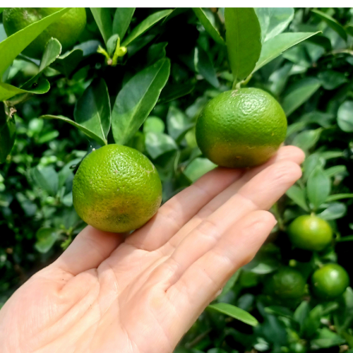 【樂農發】台灣香檬醬470g×3罐 | 免運優惠組-細節圖4