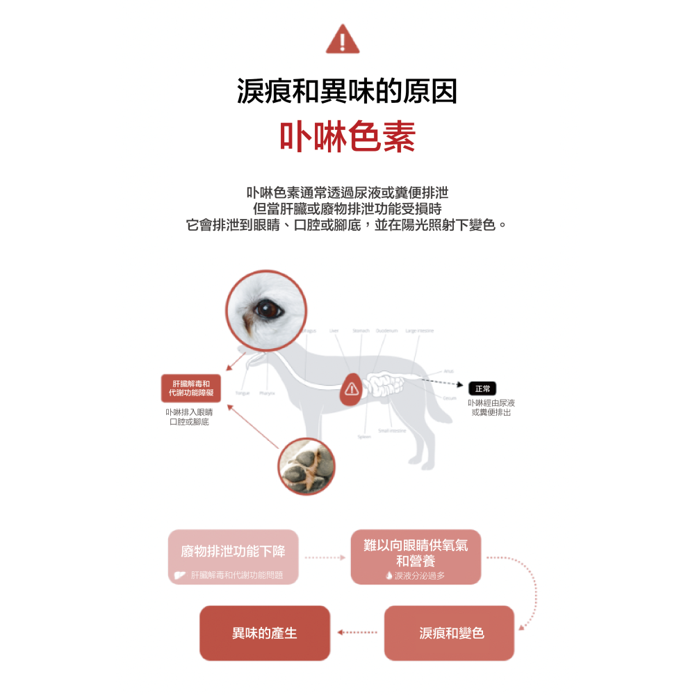 韓國LEPOTE 寵物口腔貼片-眼睛保健（1盒10片）-細節圖3
