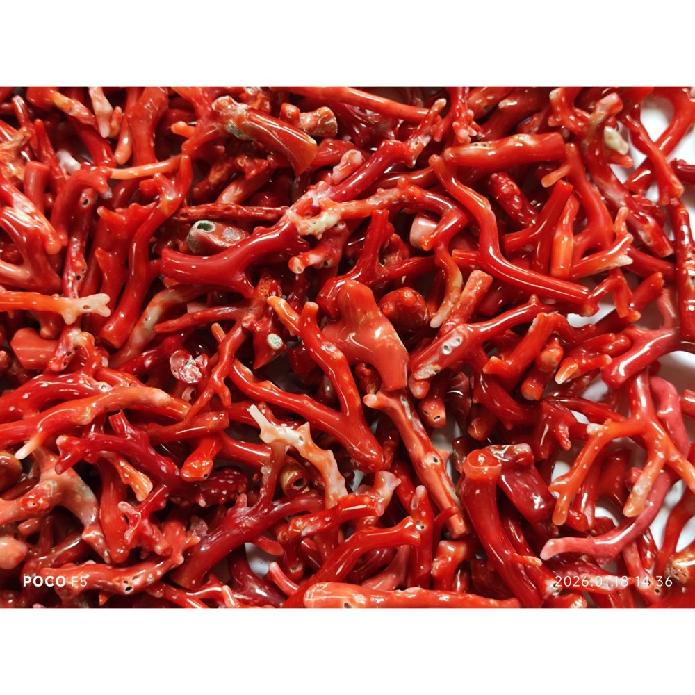 天然紅珊瑚600克-細節圖3