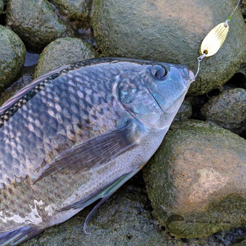 【KAITA】路亞亮片 龍鱗型亮片 路亞 路亞假餌 路亞餌 假餌 釣魚 魚餌 亮片 Spoon 彩鈦【多種克數】-細節圖6