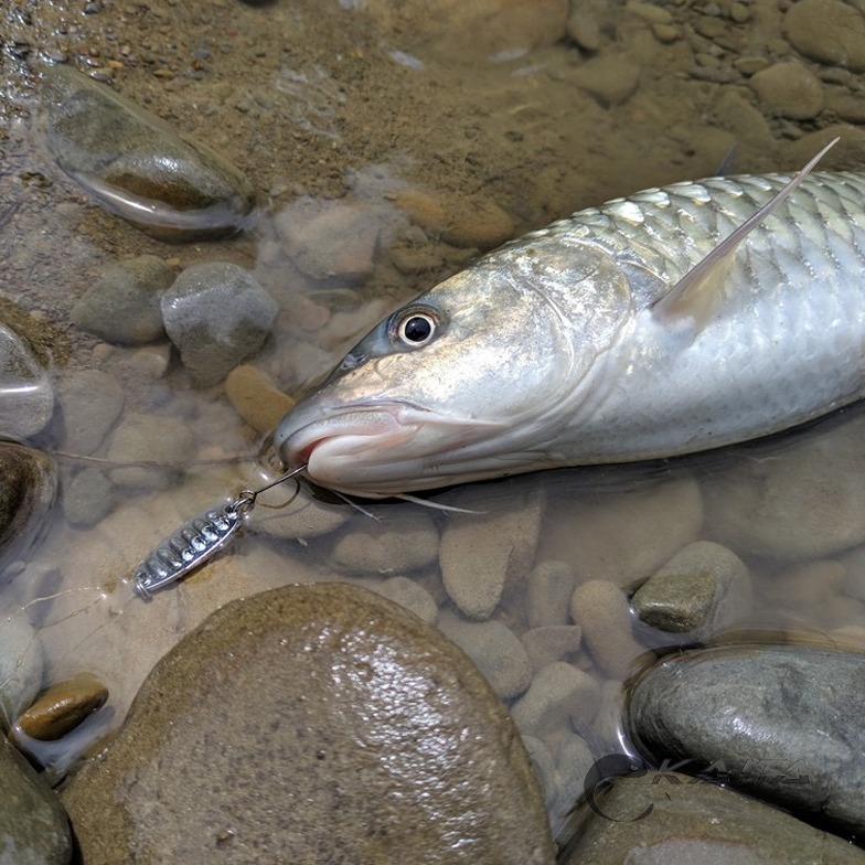 【KAITA】路亞亮片 平震亮片 路亞 路亞假餌 假餌 釣魚 魚餌 亮片 Spoon【 2克、3克、5克、7克】-細節圖6