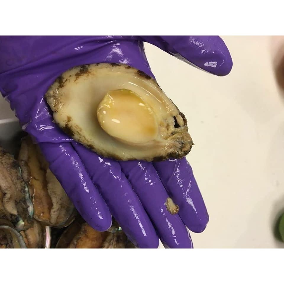 幸福食事-海鮮：九孔鮑魚 10粒裝 ｜常年熱銷明星商品、鮮甜彈牙冷凍九孔鮑魚推薦-細節圖2