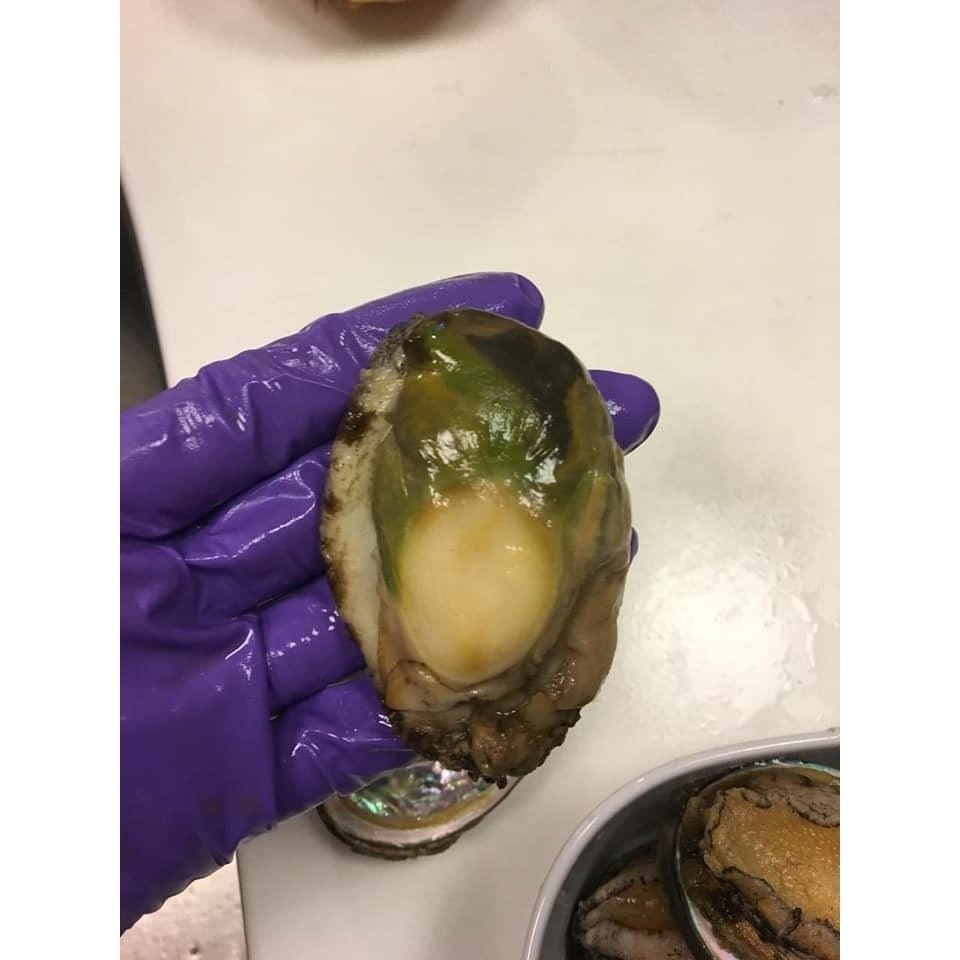 幸福食事-海鮮：九孔鮑魚 10粒裝 ｜常年熱銷明星商品、鮮甜彈牙冷凍九孔鮑魚推薦-細節圖3