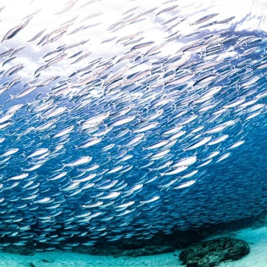 假日套裝行程-雙人浪漫旅住宿-1800/人(兩天一夜套裝內容包含東港-小琉球來回船票、機車及住宿)-細節圖2