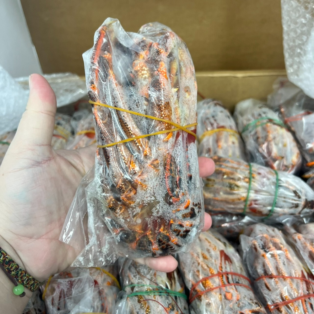 馨海水產-法國黃金龍蝦-細節圖2