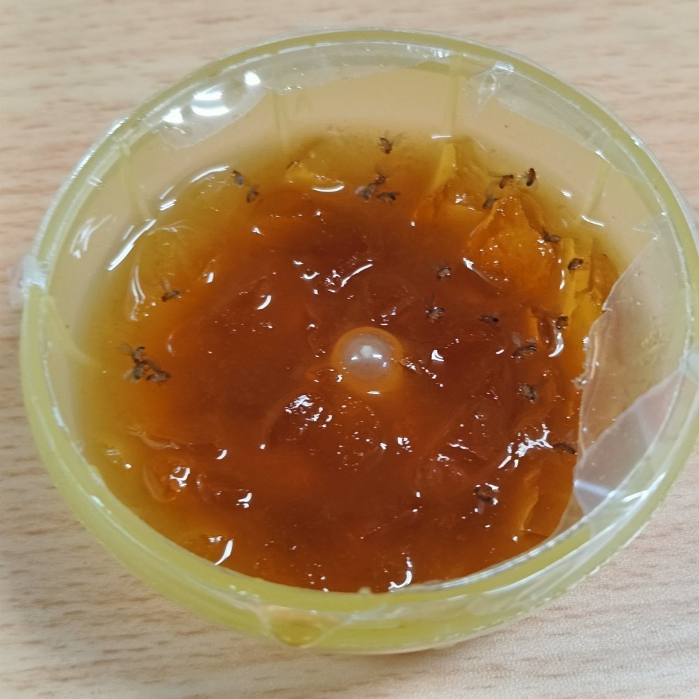 【Max魔力生活家】超強誘引~熱銷到貨中 捕蟲誘餌 (夏季必備)-細節圖2