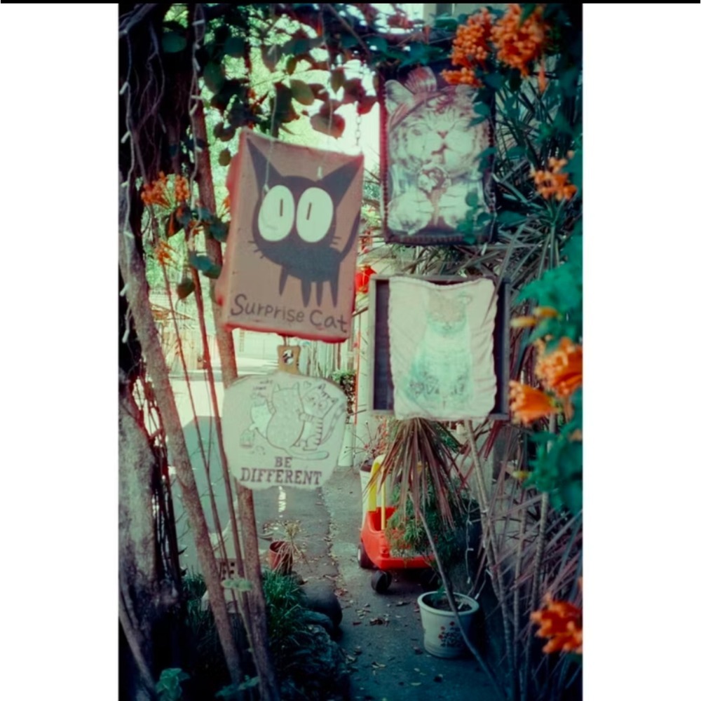 『已實拍』YASHICA T AF-D 蔡司鏡頭Carl Zeiss T* 35mm f3.5-細節圖9