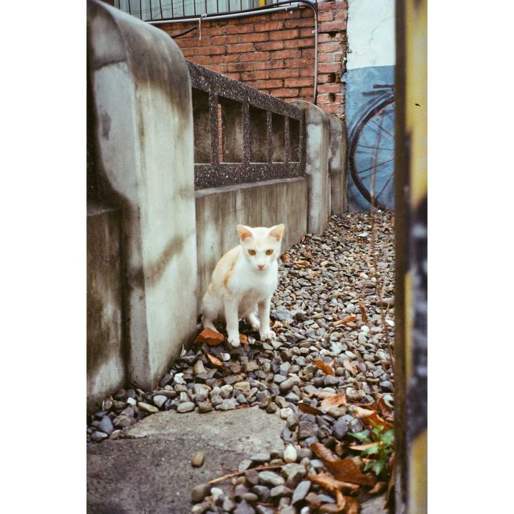 Olympus mju ii喵兔f2.8 定焦底片相機-細節圖6