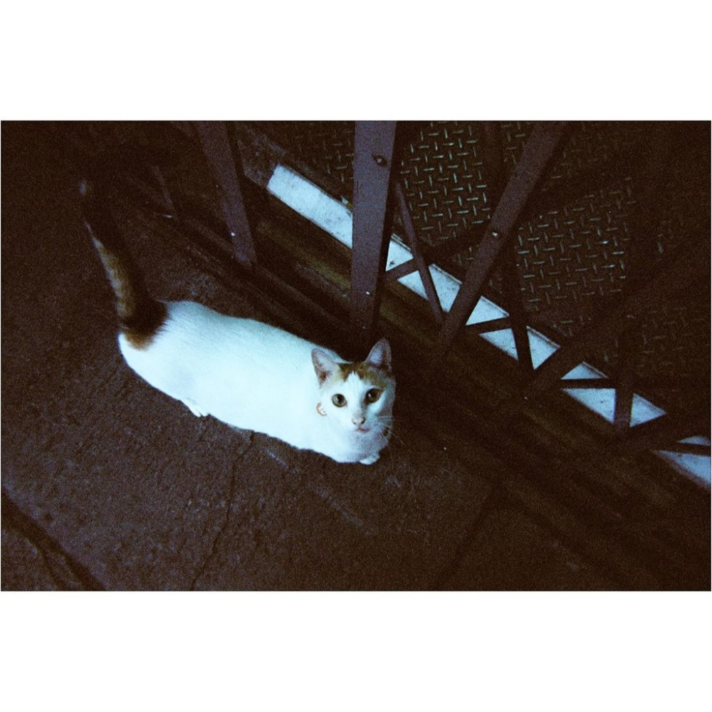 現貨 RETO Amber 800 35mm 拋棄式 底片相機（鎢絲燈）TUNGSTEN 一次性相機 冷藍色系-細節圖8