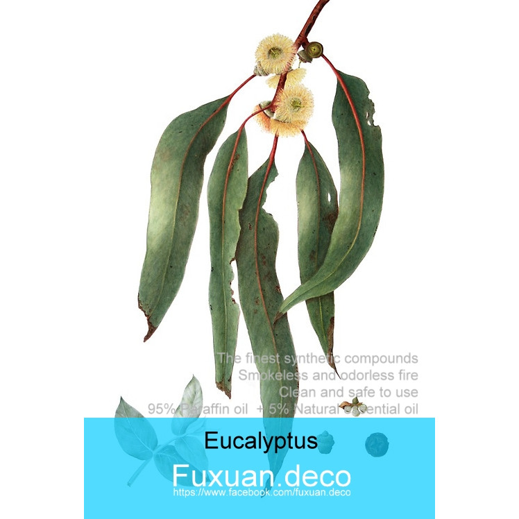 【Fuxuan.deco】尤加利精油燈油；專門FOR油燈使用-細節圖2