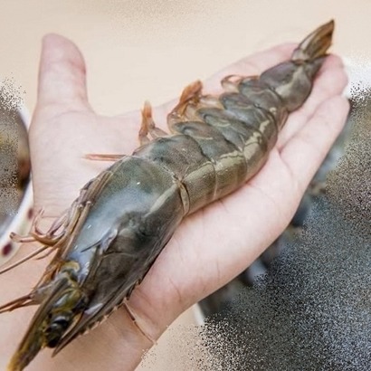 泰國活凍生白蝦(1kg21/25大尺寸)-細節圖3