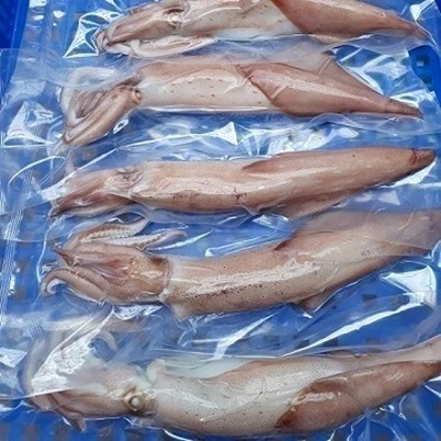 澎湖水晶冰卷(已去墨/活卷船燙)－目前為12根一組(平均150g/根)-細節圖3